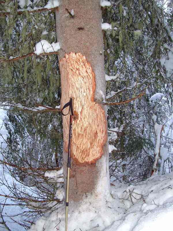 Bark of a spruce eated by red deers.