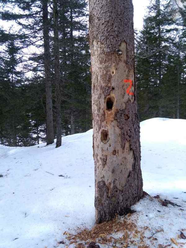 A spruce with holes of a black woodpeacker.