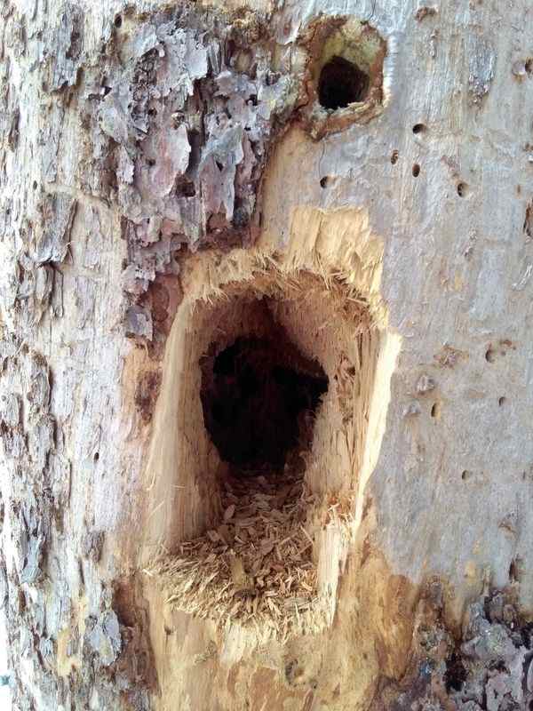 Detail of a hole of a black woodpeacker.