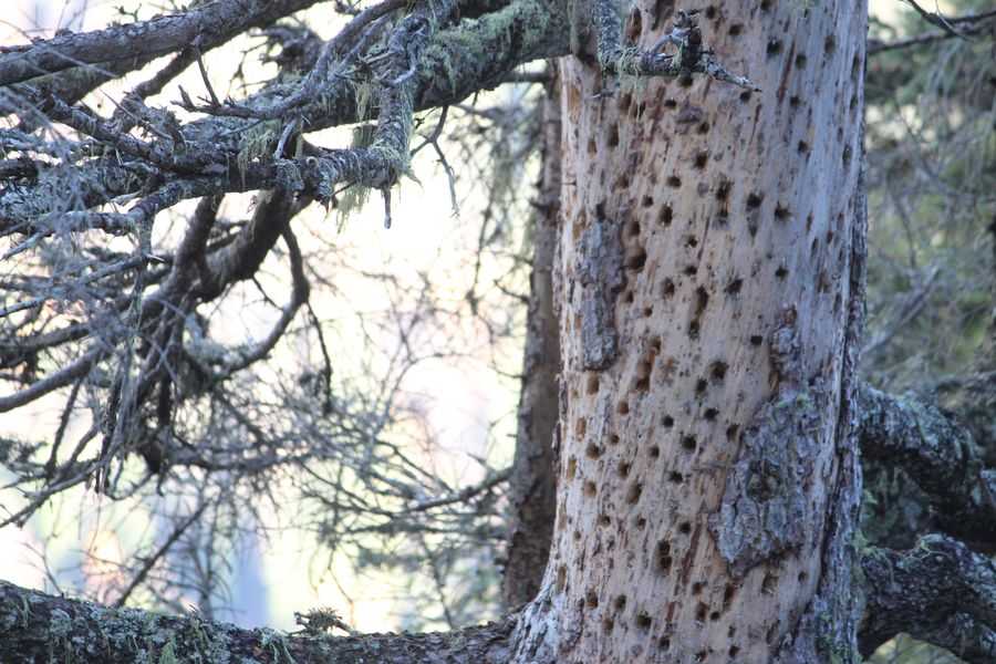 Spruce with many holes.